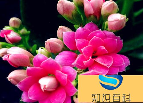 五颜六色的花有哪些品种（什么植物开出各种各样颜色花）