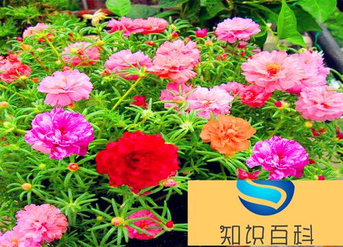 五颜六色的花有哪些品种（什么植物开出各种各样颜色花）