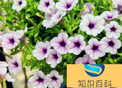 五颜六色的花有哪些品种（什么植物开出各种各样颜色花）