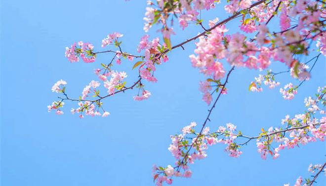 花 垂丝 海棠_700.jpg