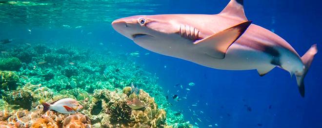 鲨鱼用什么呼吸 鲨鱼是用什么呼吸的