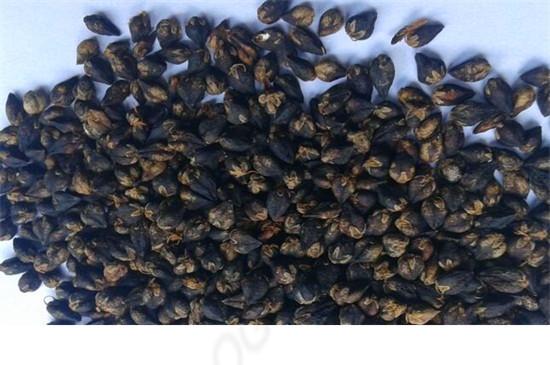 苦荞的价格多少钱一斤，一般一斤20～100元左右
