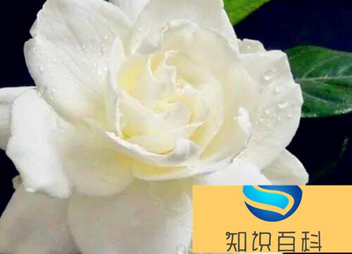 日本达摩栀子花一年开几次花 多长时间开一次花