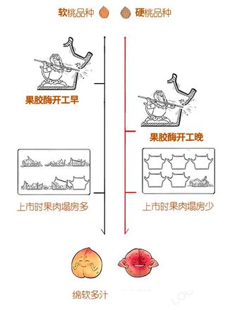 桃子为啥有软有硬的 脆桃和软桃哪个好吃