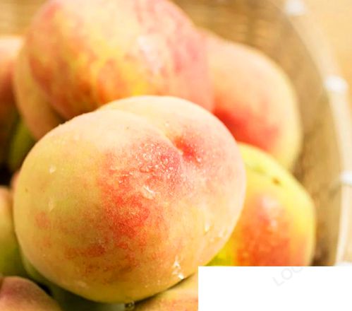 桃子为啥有软有硬的 脆桃和软桃哪个好吃
