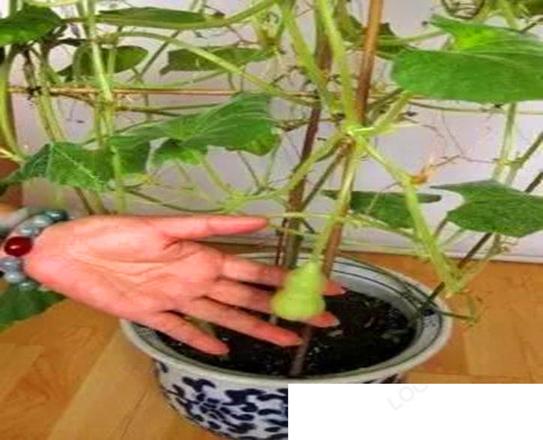 盆栽手捻葫芦种植时间和方法是怎么样的