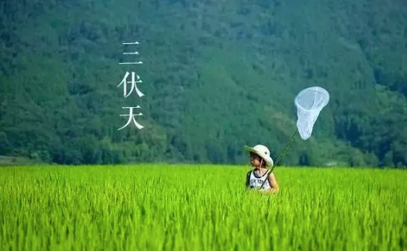 2022年三伏天最高温度是多少2