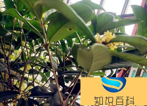 四季桂耐阴吗
