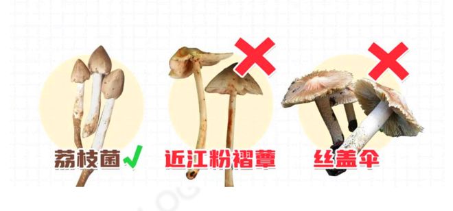 荔枝菌和什么毒蘑菇很相似 毒蘑菇中毒有什么感觉和症状