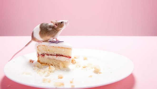 摄图网_501472729_老鼠和盘子上的蛋糕片（企业副本.jpg