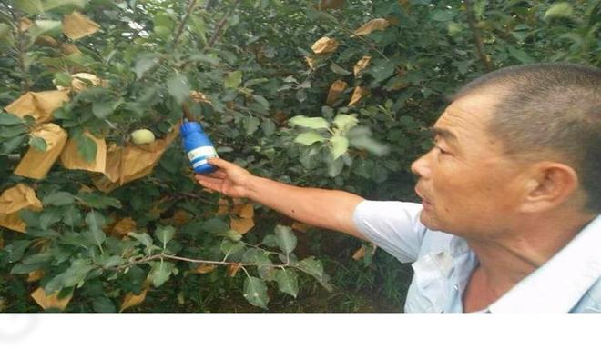 苹果树浇水最好时间