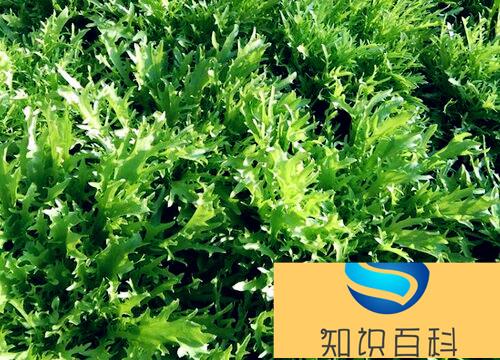 苦菜是什么菜