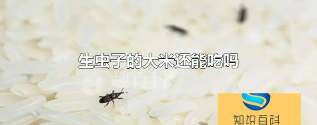 大米生了小黑虫还能吃吗