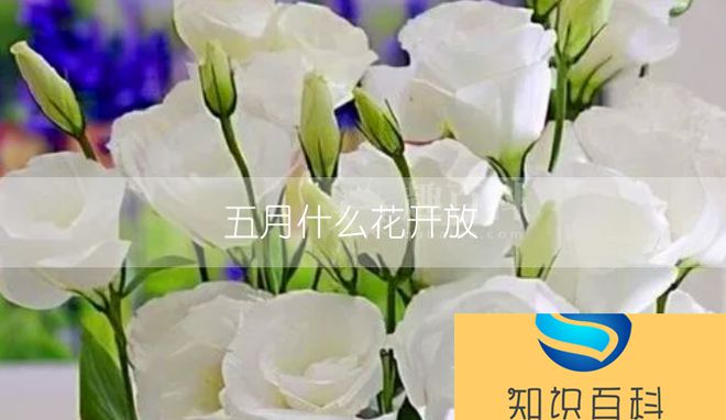 五月什么花开放 五月份有哪些花开