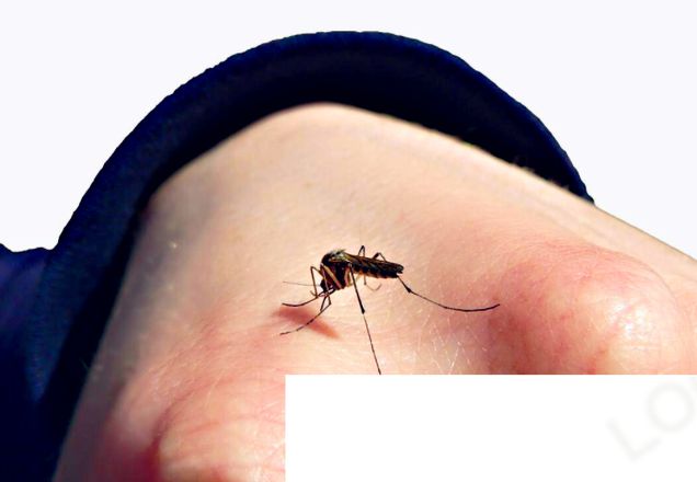 今年蚊子为什么明显变少了 蚊子是哪里来的