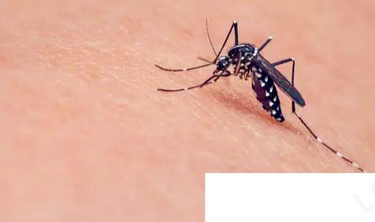 想要更稳准狠地打中蚊子最好怎么拍 蚂蚁庄园8月6日答案介绍