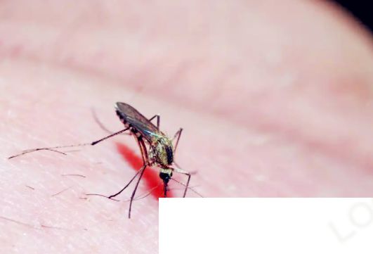想要更稳准狠地打中蚊子最好怎么拍 蚂蚁庄园8月6日答案介绍