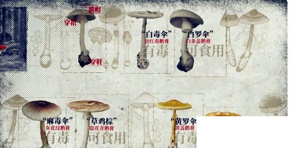 云南人吃的菌子有多毒 致幻蘑菇是如何控制大脑的