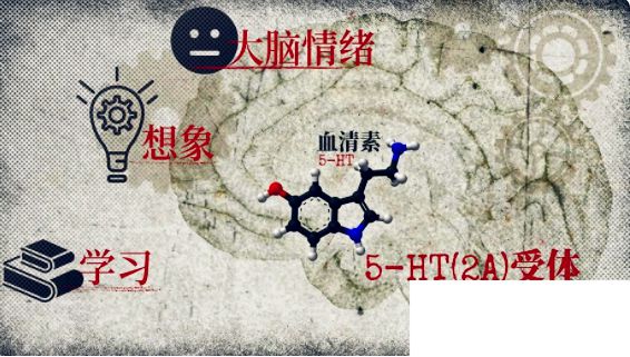 云南人吃的菌子有多毒 致幻蘑菇是如何控制大脑的