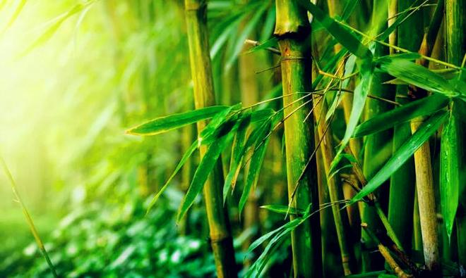 关于竹子的成语有哪些