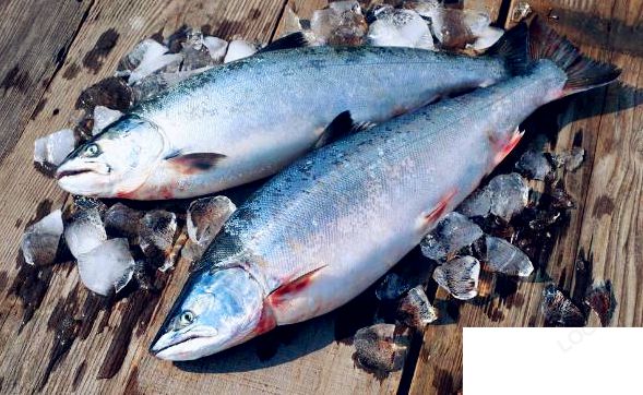 海洋鱼类的肉是不是都很咸 蚂蚁庄园8月2日答案介绍