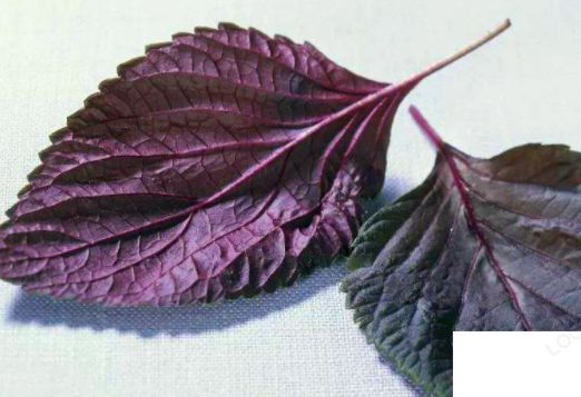 做菜时经常用的紫苏叶最早源自哪里 蚂蚁庄园7月29日答案介绍