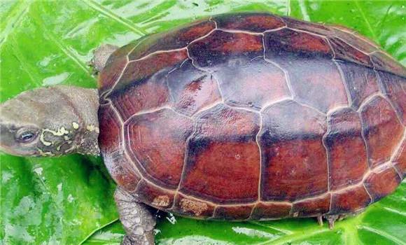 草龟怎么养 如何饲养管理草龟