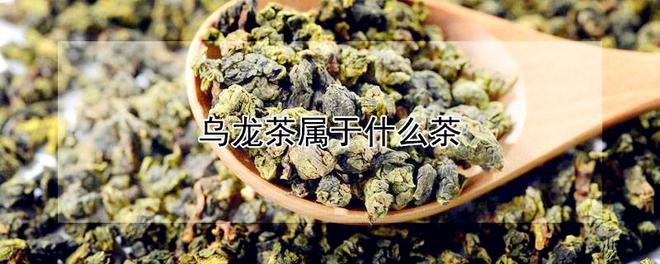 乌龙茶属于什么茶