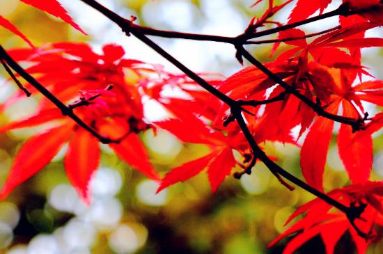 红枫是什么季节的植物
