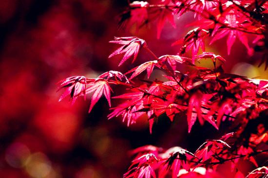 红枫是什么季节的植物