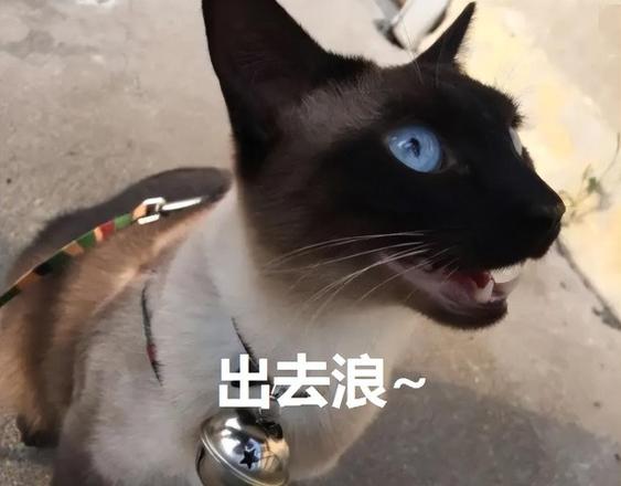 为什么很多猫舍不卖暹罗呢（暹罗猫竟沦落到没人养的境地）