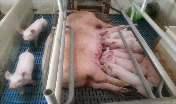 农村养的母猪怎样保胎和安胎（母猪一定要补充足够营养）