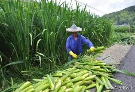 口感鲜美的茭白在农村叫什么名字（茭白的特点以及高产的栽培技术）