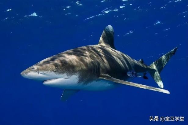 目前世界上最牛的鲨鱼有哪些（带你盘点地球上10大最厉害的鲨鱼）