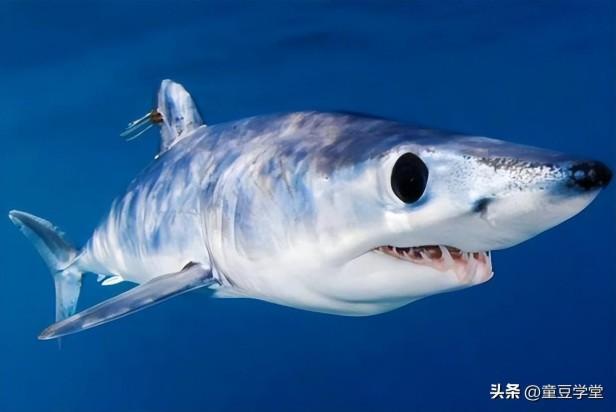 目前世界上最牛的鲨鱼有哪些（带你盘点地球上10大最厉害的鲨鱼）