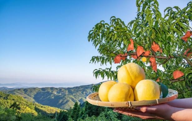 目前全国最好的桃品种是什么（盘点国内十大优质桃子品种）