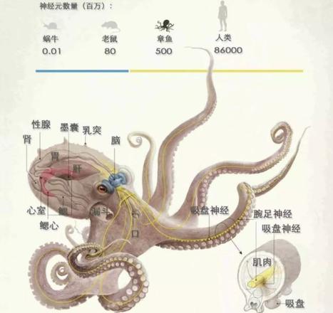 海里的章鱼有几个大脑（带你了解章鱼为什么这么聪明）