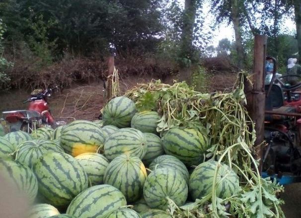 农村一亩地西瓜能产多少斤（小型西瓜在3000-5000斤左右）