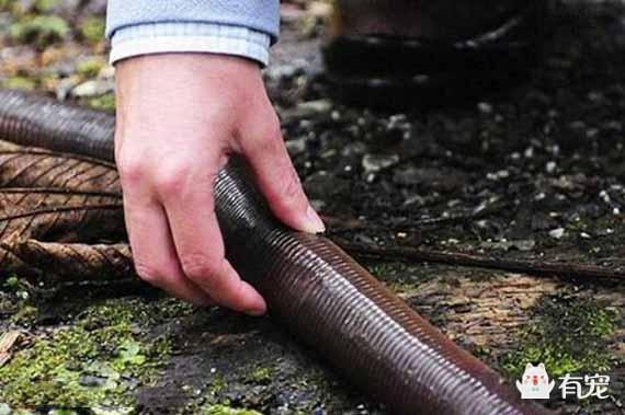世界上最长的蚯蚓有多长（最长的蚯蚓体长达3米身体粗约2.5厘米）