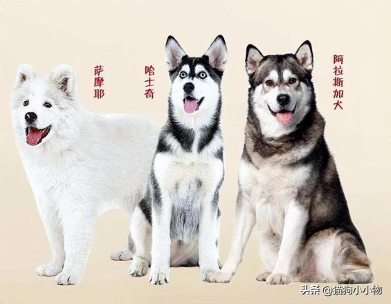 狗中三傻是哪三种狗狗（哈士奇，阿拉斯加，萨摩耶它们三兄弟）