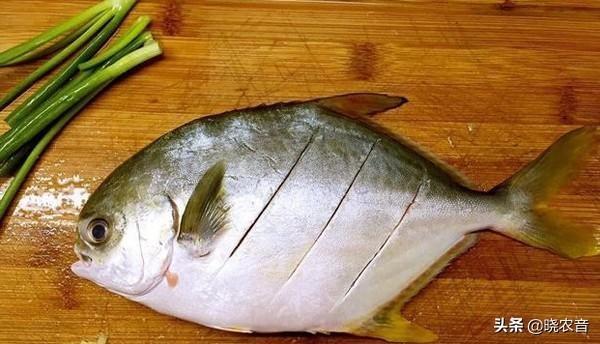 今年深海金鲳鱼的价格是多少（金鲳鱼多少钱一斤市场价2022）