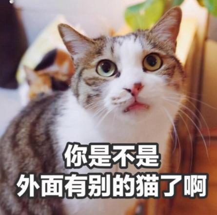 宠物猫用头拱你的手是什么意思（猫宣誓主权和保护你）