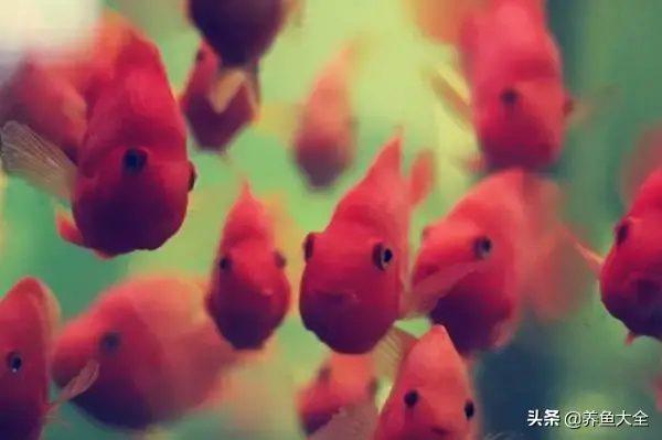 鱼缸里的鹦鹉鱼和什么鱼混养好（盘点鹦鹉和什么鱼混养搭配最佳）