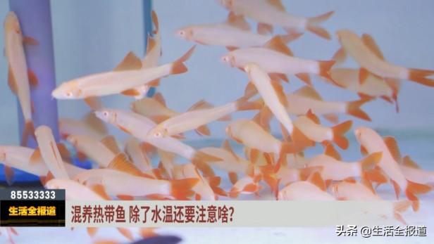 鱼缸里的鹦鹉鱼和什么鱼混养好（盘点鹦鹉和什么鱼混养搭配最佳）