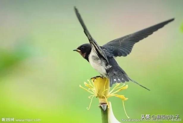 燕子筑巢寓意什么（燕子都爱来我家屋檐下筑巢有啥说法）