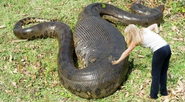 世界最大蛇到底有多大（带你盘点地球最大的巨型蟒蛇）