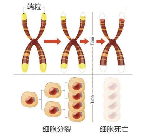 衰老的本质是什么原因？诺奖得主告诉你如何才能真正延缓衰老