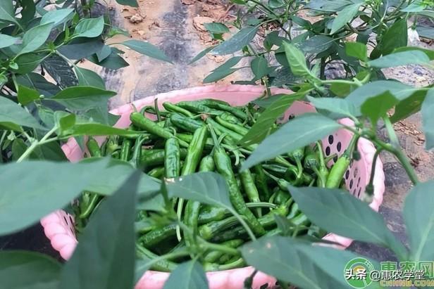 中国最贵的辣椒卖多少钱一斤？樟树港辣椒产地在哪？