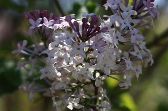 盘点丁香花哪种品种最好看和最香？带你了解10种最美丁香花品种