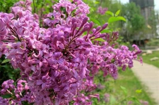 盘点丁香花哪种品种最好看和最香？带你了解10种最美丁香花品种